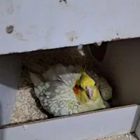 عروس هلندی ماده