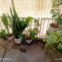 گل های طبیعی|گل و گیاه طبیعی|هشتگرد, شهرک راه آهن|دیوار