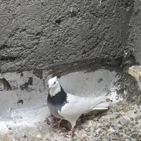 یک جفت کبوتر طوقی بدون غلط|پرنده|برخوار, |دیوار