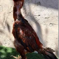 سه تا لاری