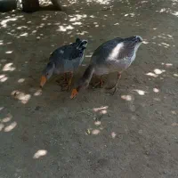 غاز پنچ ماه