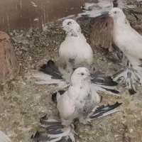 کبوتر|پرنده|تبریز, |دیوار