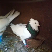 کفتر طوقی دم تخم|پرنده|گرگان, |دیوار