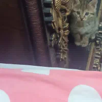 گربه|گربه|زنجان, |دیوار