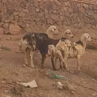 شش راس بره نر پای پروار آماده وزن گیری