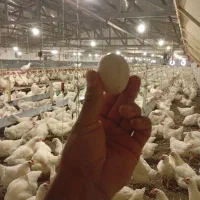 جمع آوری تخم مرغ|استخدام صنعتی، فنی، مهندسی|ملکان, |دیوار