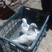کبوتر نر و نر دوتاشونم گرفتنیه