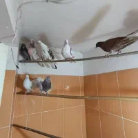 کفتر تهرانی پرشی|پرنده|شهریار, شهرک وائین|دیوار