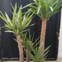 یوکا.فیکوس.برگ انجیری.پتوس.|گل و گیاه طبیعی|تهران, نعمت‌آباد|دیوار