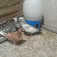 پرنده