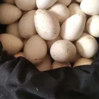 تخم بوقلمون نطفه 99درصد