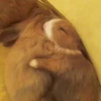 بچه خرگوش