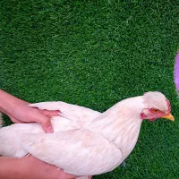 مرغ وخروس گلین ورسمی و ماشینی هستن