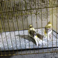 پرنده قناری