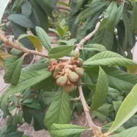جذب مربی مهدکودک