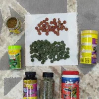 انواع غذا ماهی مناسب همه ماهیان
