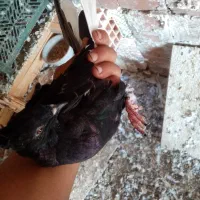 کبوتر زاغ دم سفید