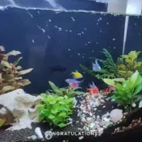 آکواریوم شرکتی vip