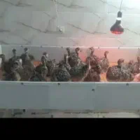 جوجه شترمرغ