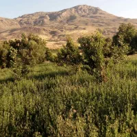 فروش باغ گردو