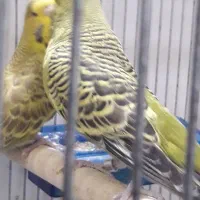 مرغ عشق انگلیسی|پرنده|دوگنبدان, |دیوار