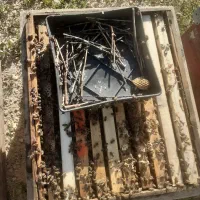 سلام  زنبور فروشی موجود است سی صد عدد