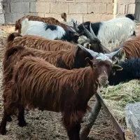 میخوام کهره ها بفروشم جم هستم