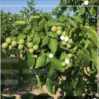 تکاندن درخت گردو