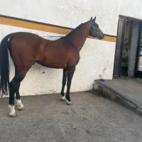 فروش یک راس اسب ترکمن|اسب و تجهیزات اسبسواری|تبریز, |دیوار