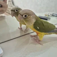 گرینچیک ۸ ماهه|پرنده|تهران, قیطریه|دیوار