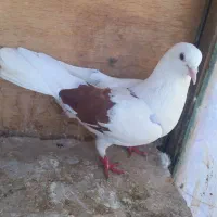 کفتر طلا|پرنده|ماهدشت, |دیوار