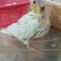 جوجه عروس هلندی نرمه خور