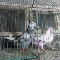 کفتر ۴ طوق ماده پرشی آسمونی