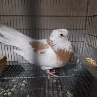 فروش کبوتر ماده قنار مسته مست آماده جفت جون|پرنده|مسجد سلیمان, |دیوار