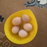 فروش تخم مرغ نطفه دار|حیوانات مزرعه|ساوه, |دیوار