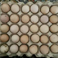 تخم مرغ نطفه دار