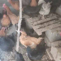 مرغ تخم گزار|حیوانات مزرعه|مبارکه, |دیوار