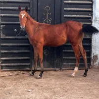 اسب کره نریان ترکمن خالص مدرک دار پدر قهرمان ایران