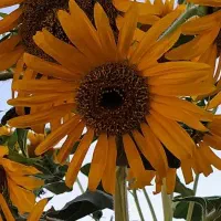 .دربست به تمام نقاط