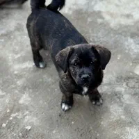 توله شیتزو تریر۴ماهه قیمت یک میلیون و دویست|سگ|خرمآباد, |دیوار