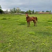 اسب سواری باری  جنگی به گله دار به شرط سال ۸