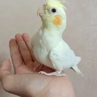 عروس هلندی ماده