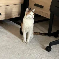 واگذاری حیوان خانگی «پوپک»|گربه|قم, شهرک قدس|دیوار