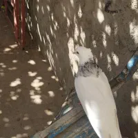 کبوتر طوقی|پرنده|لردگان, |دیوار
