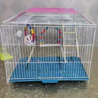 عروس هلندی و قفس|پرنده|سلماس, |دیوار