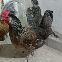 نژاد دار تخمگذاز