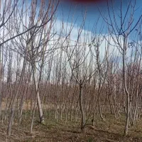 تعداد ۶۰۰ عدد نهال گردو