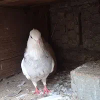 طوقی|پرنده|آبپخش, |دیوار