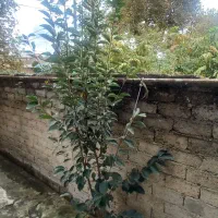 خانه دربستی داخل شهر فومن|اجارهٔ کوتاهمدت آپارتمان و سوئیت|فومن, |دیوار