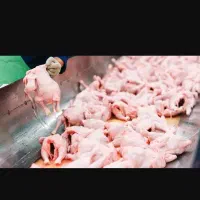 خورد کردن وقطعه بندی مرغ